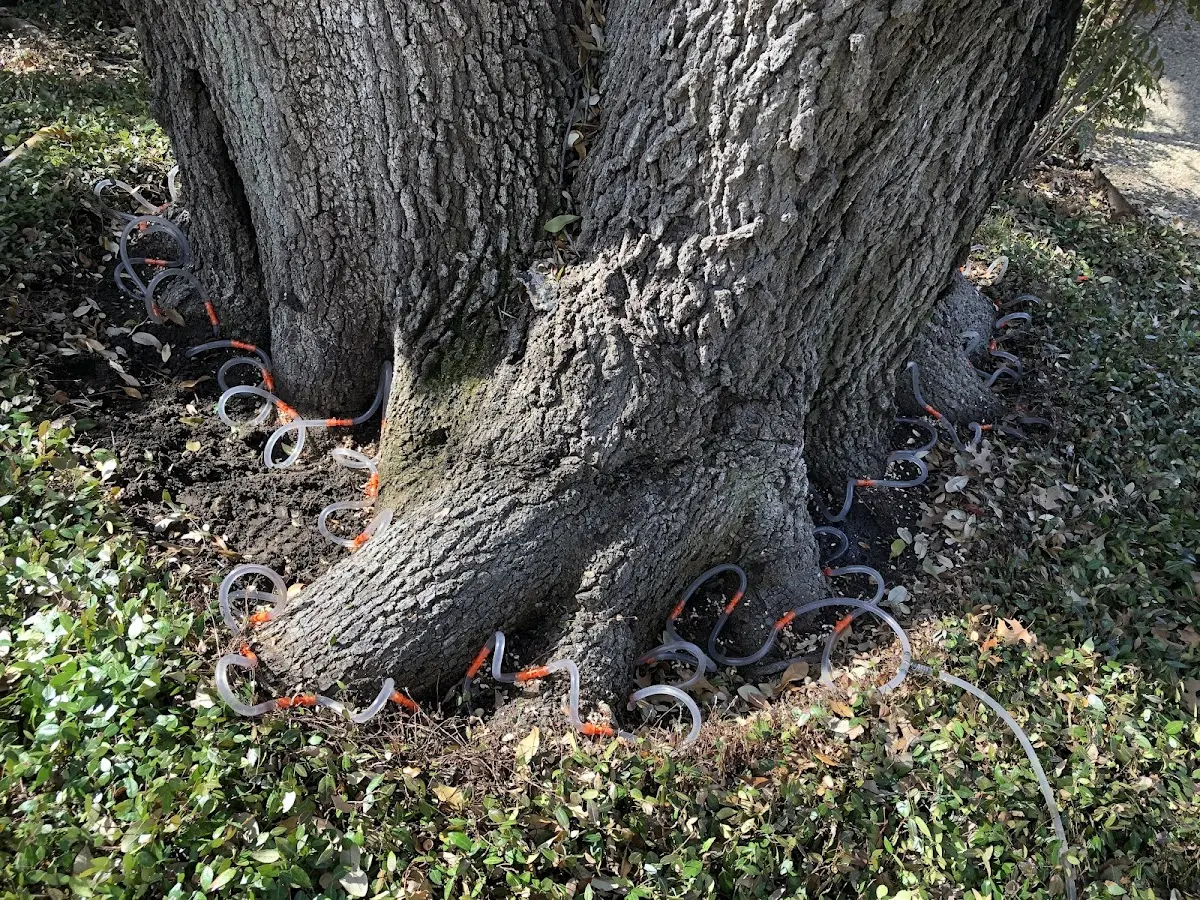 Detailed Tree Cabling and Bracing job site in Ashland City